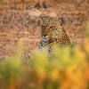 Levhart skvrnity - Panthera pardus - Leopard o8415